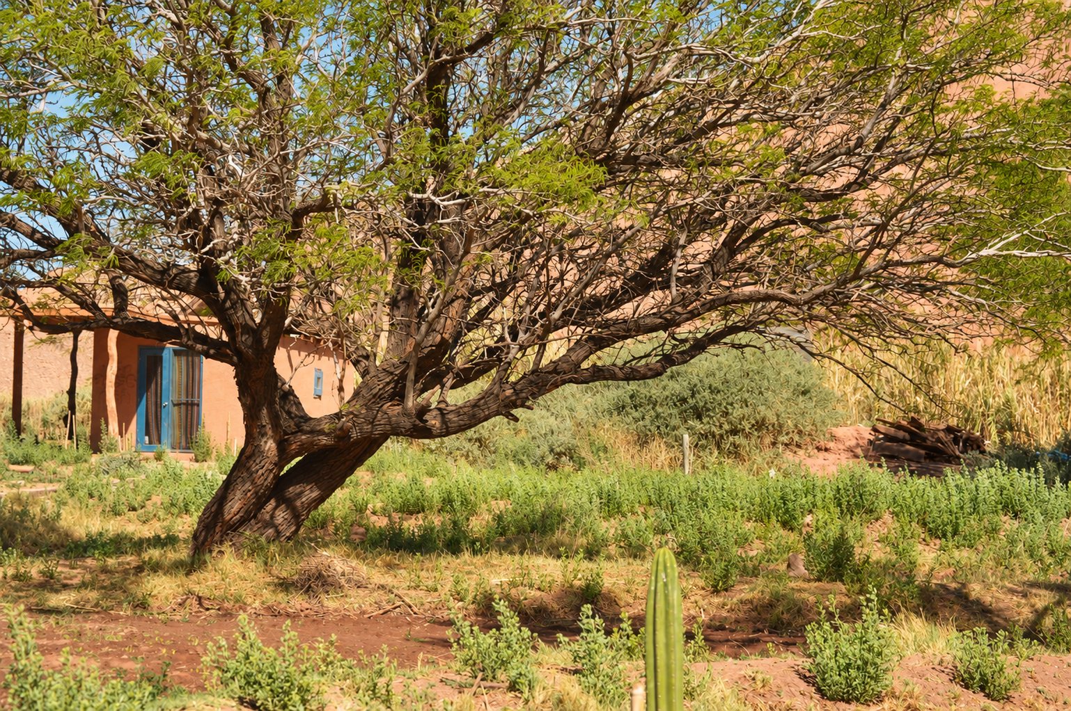 Chañar centenario y casa de adobe · Oasis de Atacama